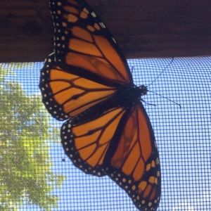 Meet your Posher, Gerald & patti jo